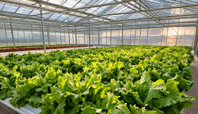 生态蔬菜种植中如何实现精准销售管理