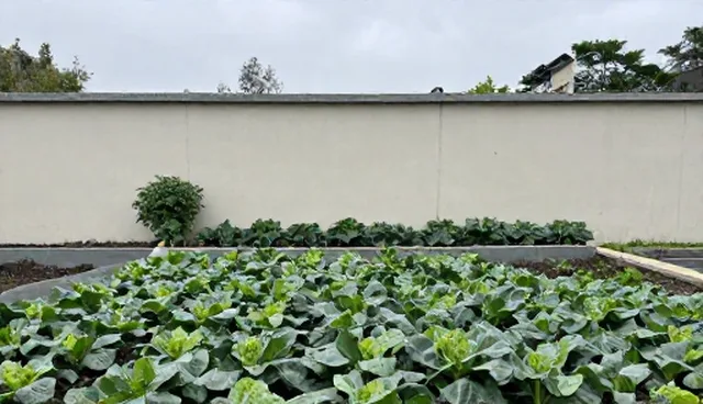 订单农业服务选型需关注的要点与限制